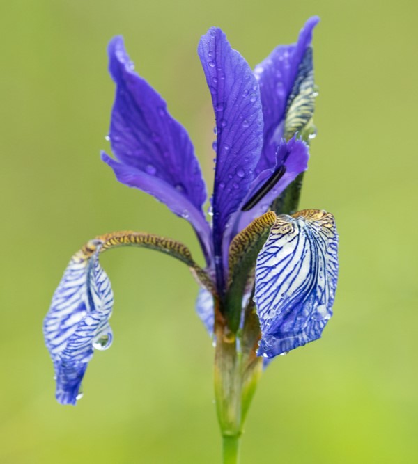 products/Iris2.jpg